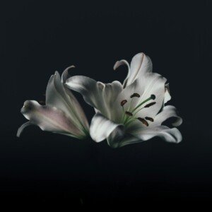 White oriental lily flower
