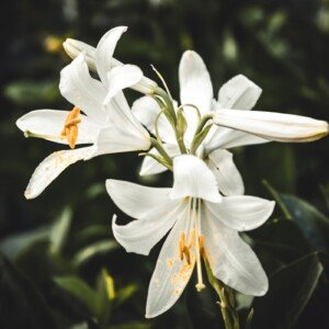White lily flowers with yellow stamens