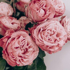 Fresh pink roses in close-up