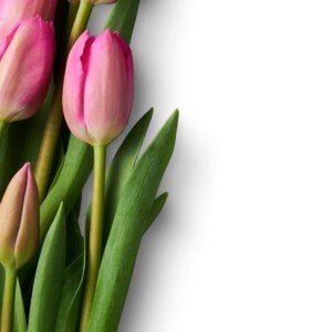 Pink tulips arranged on a white surface