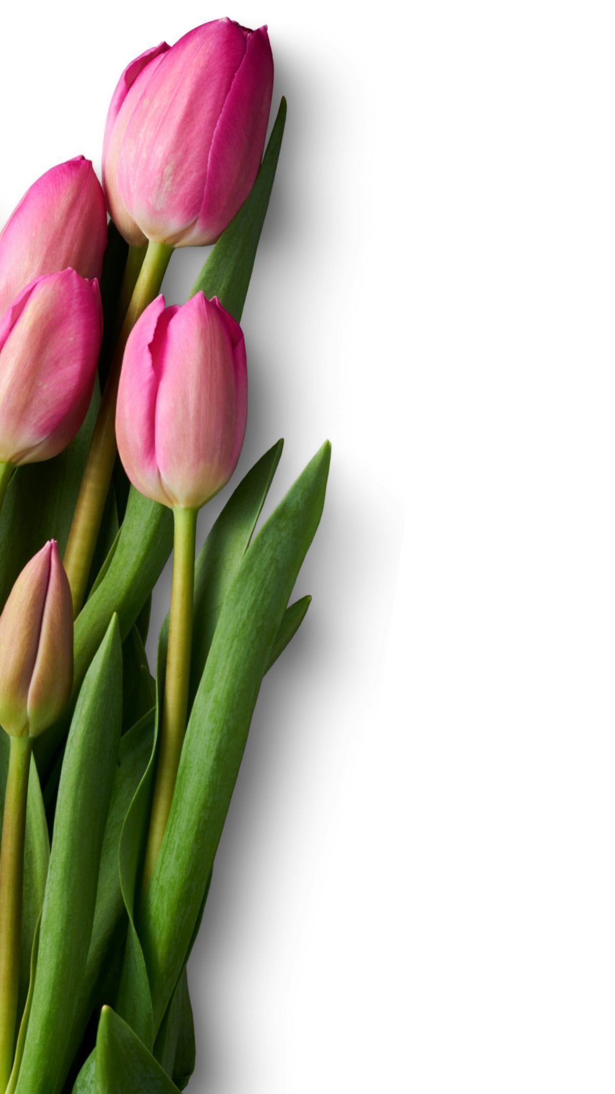Pink tulips arranged on a white surface