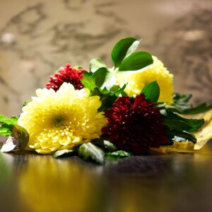 Chrysanthemum - Wholesale Box