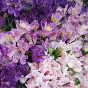 Alstroemeria - Wholesale Box