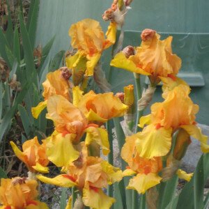 Iris - Wholesale Box