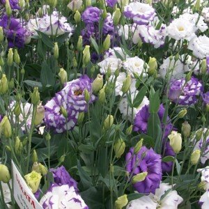 Lisianthus - Wholesale Box