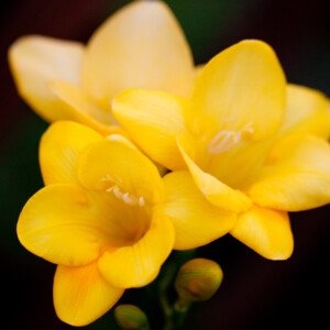 Freesia - Wholesale Box