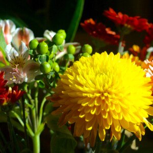 Dahlia - Wholesale Box