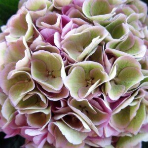 Hydrangea - Wholesale Box