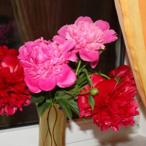 Peony - Wholesale Box