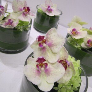 Orchid - Wholesale Box