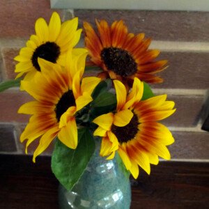Sunflower - Wholesale Box
